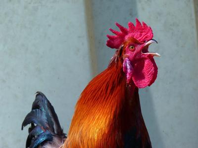 属鸡的巨蟹座男生性格特点，属鸡巨蟹座男生的性格特质
