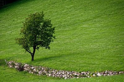 适合在房子后面种什么树，风水学建议适合种的树木品种及运势效果