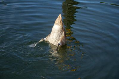 梦见池塘里有好多鲨鱼钓了一条上来了