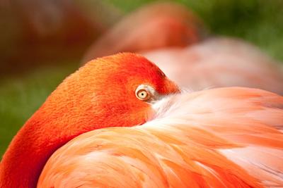 梦见彩色的鸟是什么意思