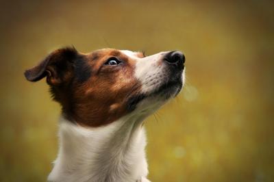 适合小狗的名字大全，为宠物狗寻找最佳名字的灵感和建议