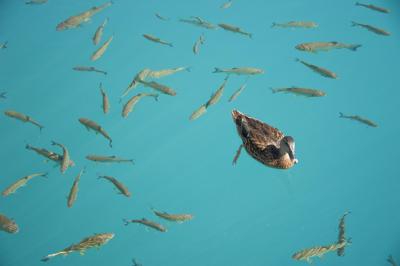 梦见抓鱼了抓了很多鱼