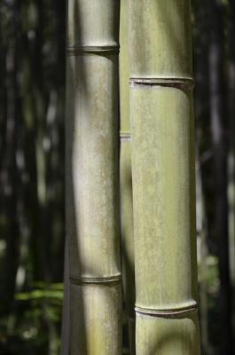 观音竹与富贵竹的区别放风水，观音竹与富贵竹哪个更旺财