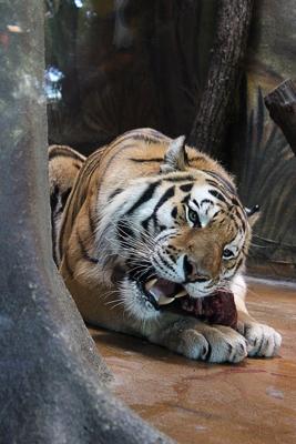 梦见老虎想咬我但是没有咬到