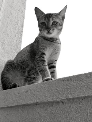 又雅又俗的猫咪名字，结合高雅与接地气的猫名