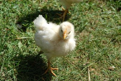 属鸡的什么时辰出生最好，属鸡人的吉时出生建议