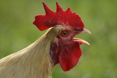 属鸡是不动尊菩萨吗？属鸡的性格与运势解析