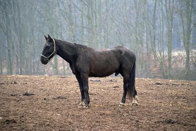 1978年属马的是什么命五行属，属马的是什么命五行属什么？