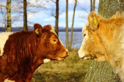 金牛属鸡男动情后的心态，属鸡的金牛男对爱情观
