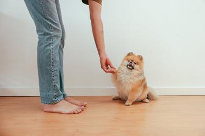 属狗的人家里能摆放招财猫吗，属狗的可以在家里摆放什么？