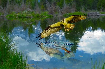 梦见大抓到的鱼会飞看上去像鸟