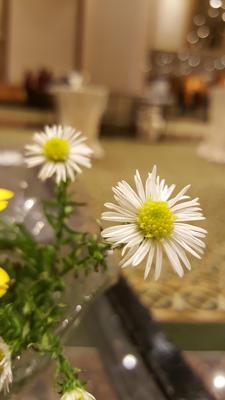 客厅干花风水，客厅放干花有什么风水讲究