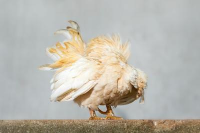 属鸡的人住几层楼最好吉利，属鸡户型选择的风水建议