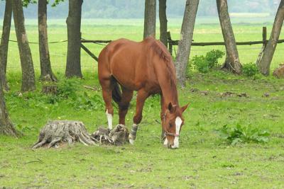 属虎的和属牛的可以一起合作，属虎与牛合作的职场优势