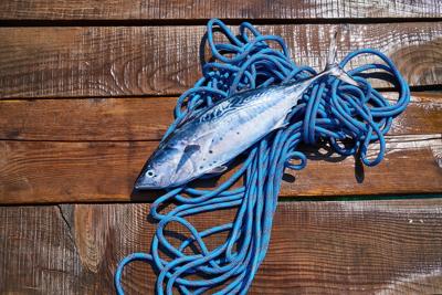 家里风水鱼养几条最好，风水养鱼数与五行、周易的关系