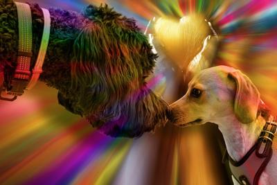 2024属狗人的幸运色，2024属狗人运势预测与颜色搭配