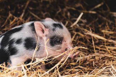 属猪十月出生的人命运如何？属猪的十月份出生的人的命运