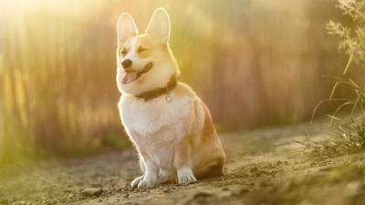 属相是狗取名用晗字好吗？生肖狗取名适合用字