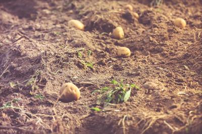 梦见挖土豆是什么意思