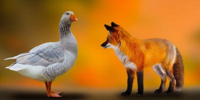 属龙和属鸡相配吗，属狗的人和属龙的人合吗