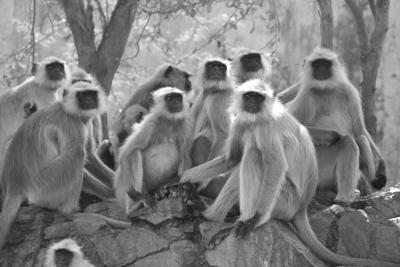 92年女属猴的和什么属相最配？解析属相配对中的五行相生相克