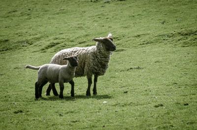 2001属蛇和2003羊属相合不合，蛇和03年羊相配吗