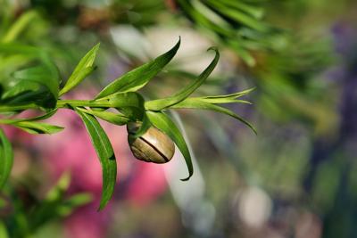 花椒树种在院子里的有风水讲究吗，花椒树种在院子里面好不好？