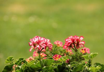 园艺名字怎么取，花草与自然的诗意融合