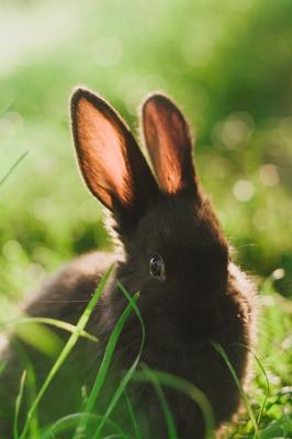 属兔取名宜忌用字，属兔起名注意事项