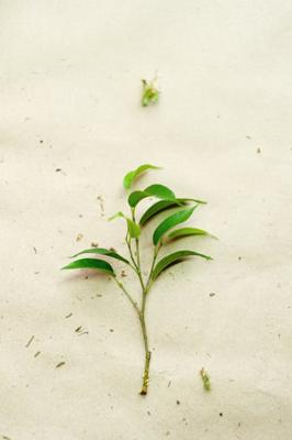 天斩煞放绿植就可以化解，天斩煞放什么植物