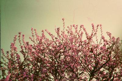 梦见树开花开得很茂盛预兆什么