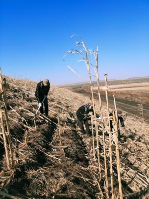 2024清明节扫墓不动土的原因，传统风水学解析清明动土会对祖先的影响