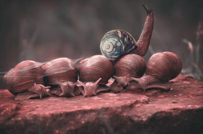 梦到蜗牛吸在自己身上