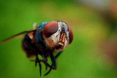 梦到耳朵里掏出虫子