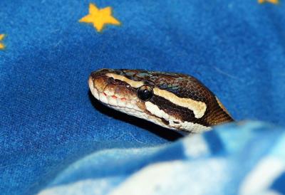 晚上睡觉梦见蛇好吗