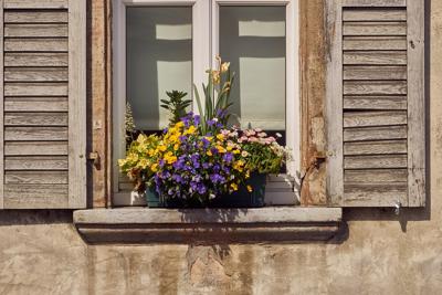 家里旺财又旺人的植物，家里旺财的花有哪些？