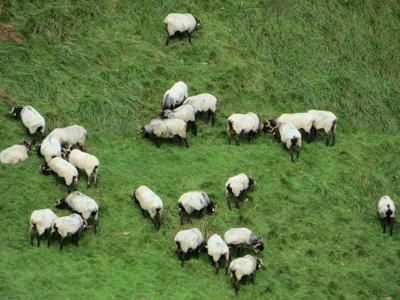 十二星座白羊重情，十二星座白羊重情还是轻情