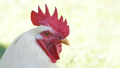 鸡取名好用字，好寓意的用字推荐