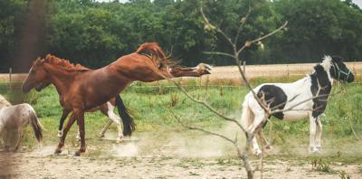 属马的跟属龙的合不合，属马跟属龙的合不合得来