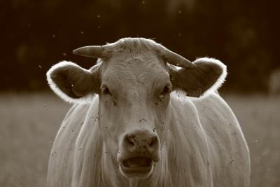 金牛男和什么星座女最配陶白白，金牛男和那个星座女最配