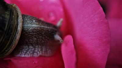 梦见吃蚯蚓是什么预兆