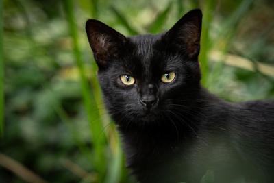 家养黑猫的名字，黑猫起什么名字比较好听