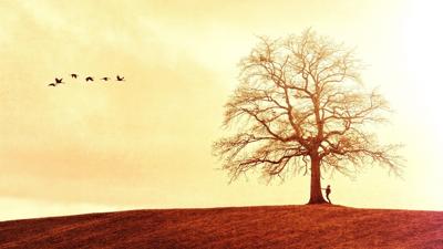 梦见别人种下树