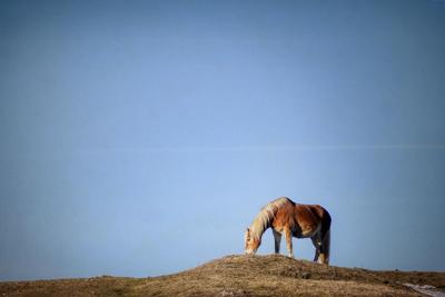 梦见健壮的骏马