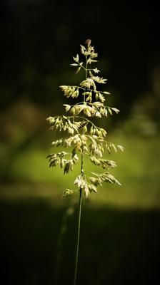 植物麒麟的风水作用，植物麒麟的寓意是什么意思