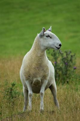 白羊座女和什么星座最配，白羊座女生性格特点