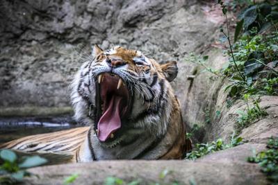 属虎的人适合住东户还是西户？属虎人的风水方位指南