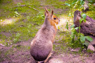 属兔和属猴的合得来吗，属兔的命相分析