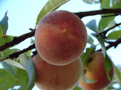 梦到桃子树上有很多桃