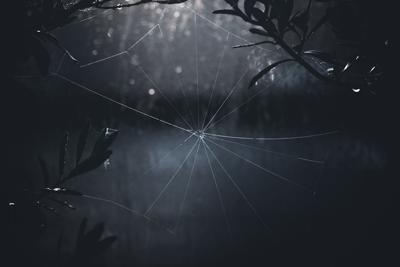 梦见黑色大蜘蛛